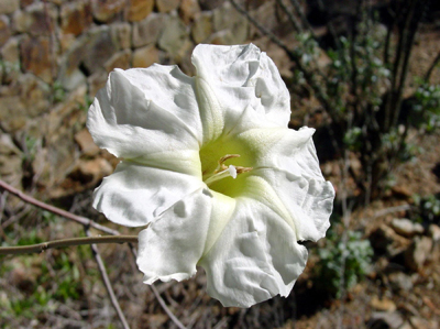 Flower of the Ipomea. 2002 ASDM Sonora Desert Digital Library / photo by Mark A. Dimmitt