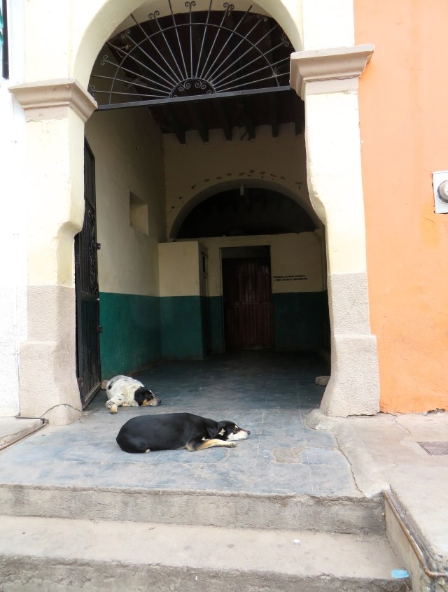 Two dogs sleeping at the entrance to Casino Señorial, the men's only cantina on the Alameda in Alamos