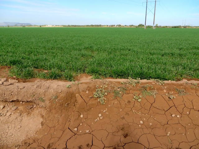 Winter wheat on the coastal plain of Sonora.