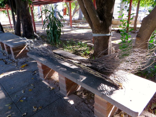 Two homemade brooms on a bench, Rancho Acosta, Alamos, Sonora. 