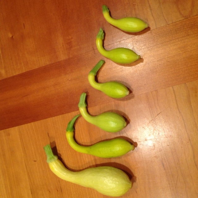 Baby summer squashes, baby ducks. 