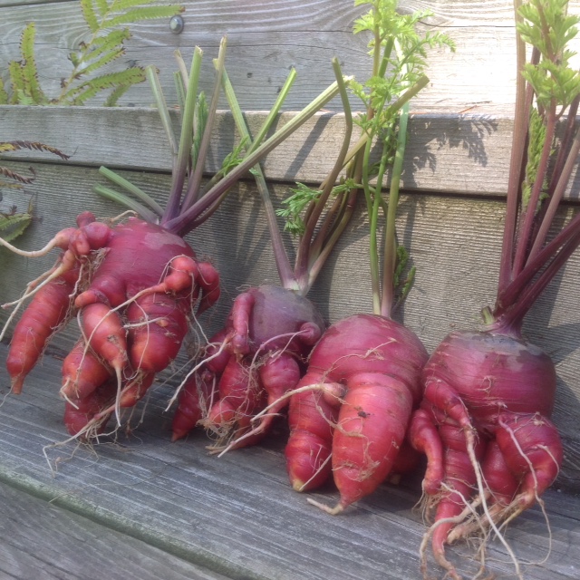 Dragon Carrots, gone wild. 