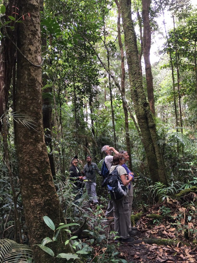 Our last morning on the Mempening Trail at Mt. Kinabalu Park. Photo by Suzanne Winckler