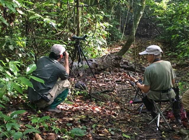 Napoleon Dumas and Rose Ann Rowlett on the Hornbill Trail at Borneo Rainforest Lodge, working on three shy birds, Blue-headed Pitta, Bornean Banded Pitta, and Bornean Ground-Cuckoo Photo by Suzanne Winckler