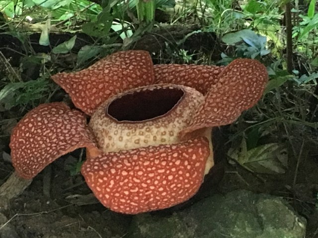 Rafflesia keithi at the Viviane Rafflesia Garden near Poring Hot Springs Photo by Suzanne Winckler 