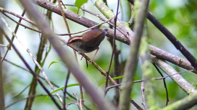Bornean Stubtail (Urosphena whiteheadi) Photo by David Smith 