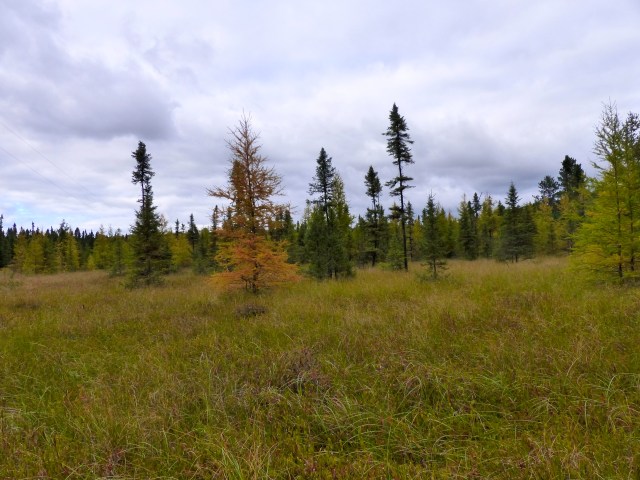 The black spruce and tamarack bog in Pike Township, MN, where we most often pick cranberries. 