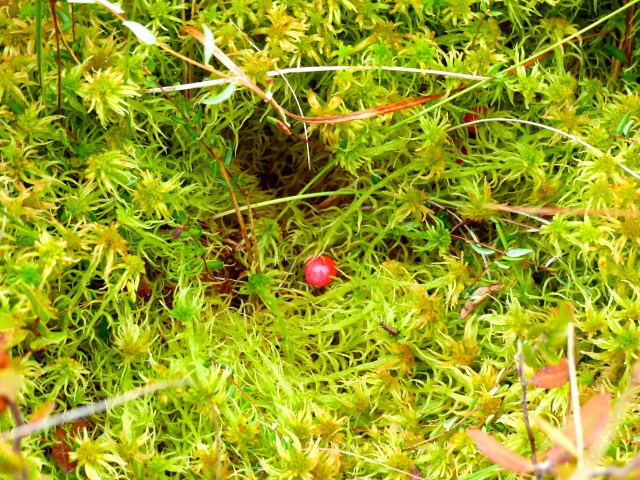 Cranberry on Sphagnum Hummock