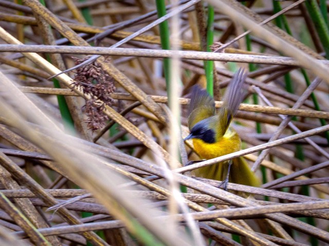 black-polled yellowthroat