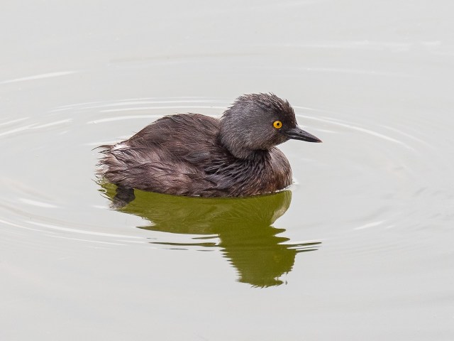 Least Grebe